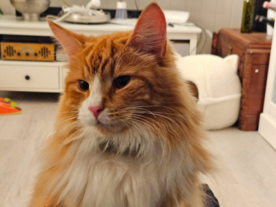 Simba og Bello