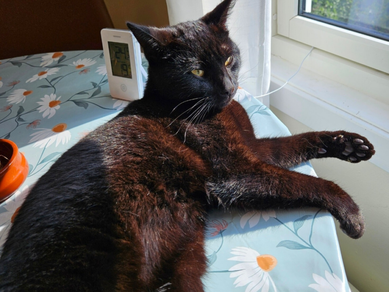 Simba og Bello