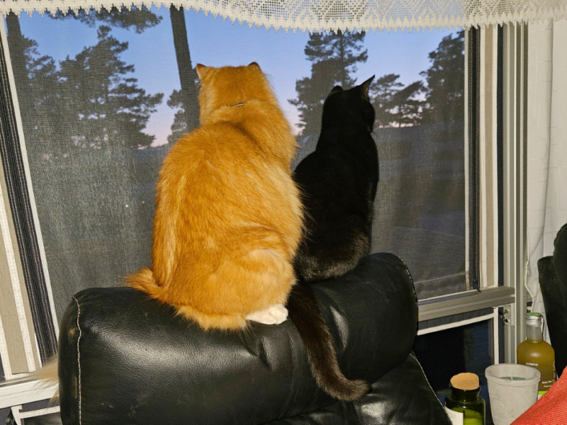 Simba og Bello