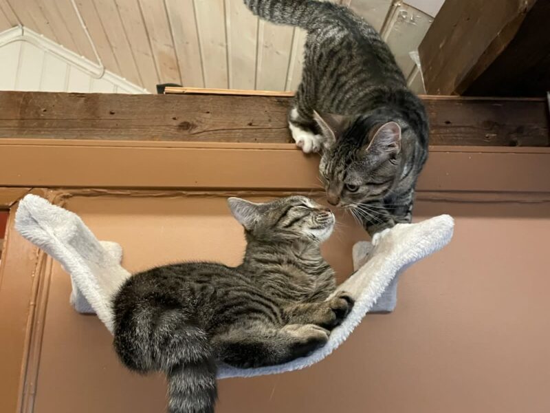 Rosehip og Prunus