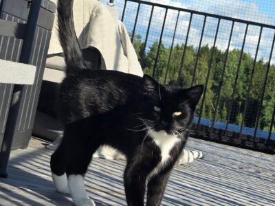 Cedrat