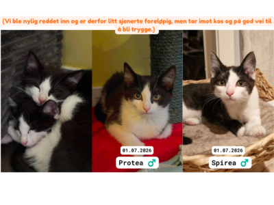 Adoptere Kattunger