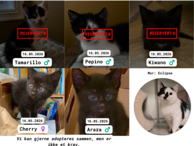 Adoptere Kattunger