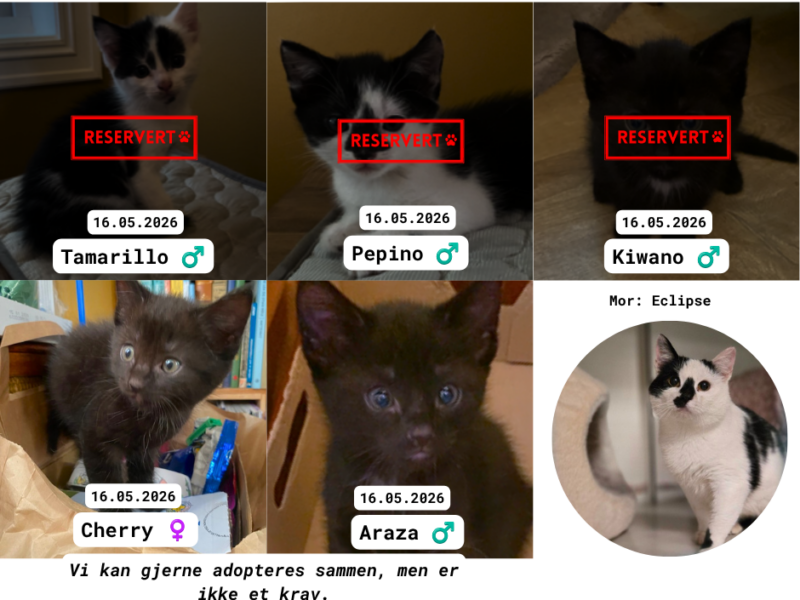 Adoptere Kattunger
