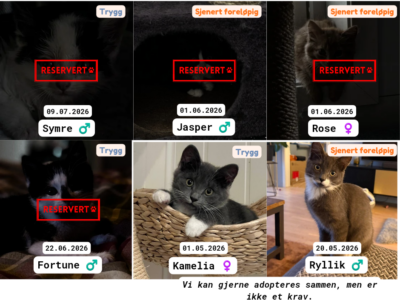 Adoptere Kattunger