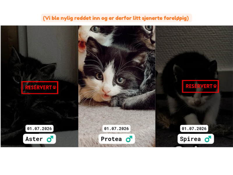 Adoptere Kattunger