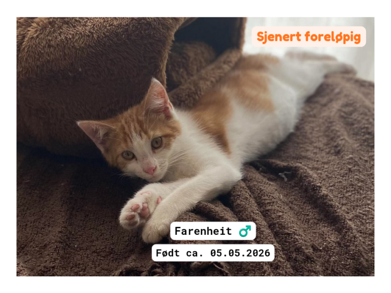 Adoptere Kattunger