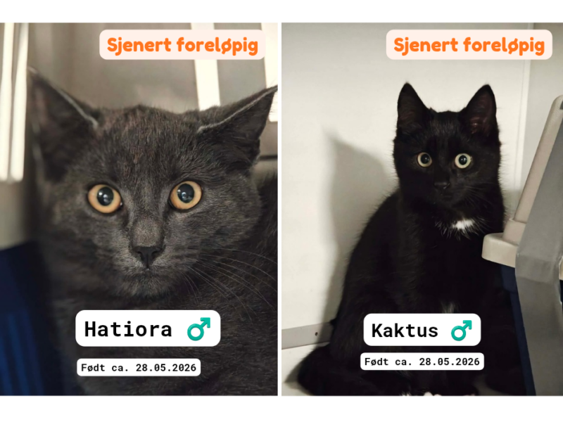 Adoptere Kattunger