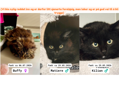 Adoptere Kattunger