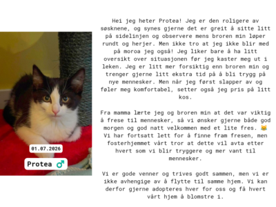 Adoptere Kattunger