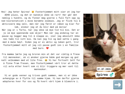 Adoptere Kattunger