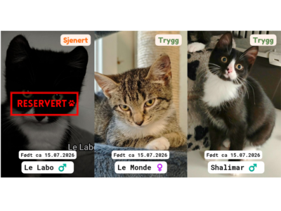 Adoptere Kattunger