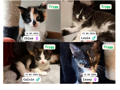 Adoptere Kattunger