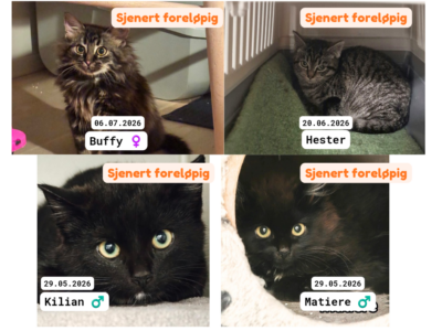 Adoptere Kattunger