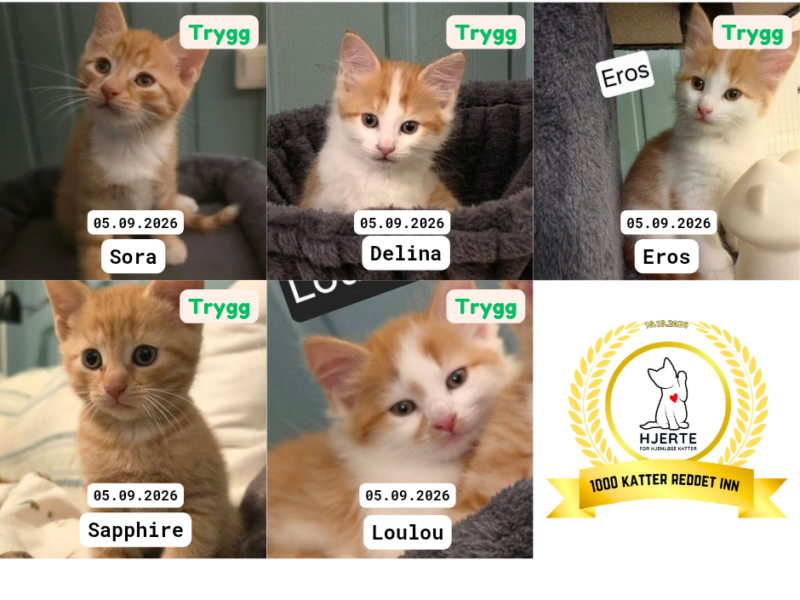 Adoptere Kattunger