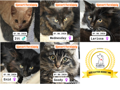 Adoptere Kattunger