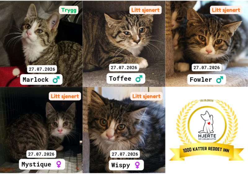 Adoptere Kattunger