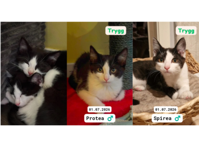 Adoptere Kattunger